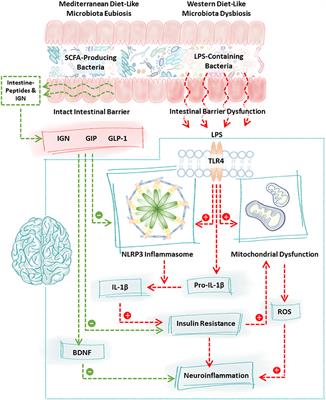 Diet in Parkinson's Disease: Critical Role for the Microbiome